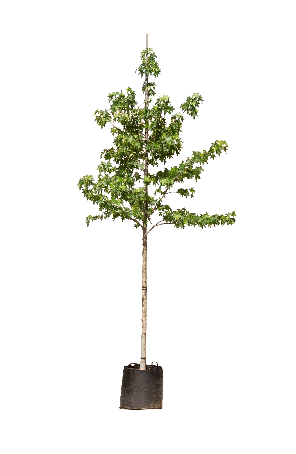 Amberboom Liquidambar styraciflua h 350 cm st. omtrek 12 cm - Warentuin Natuurlijk