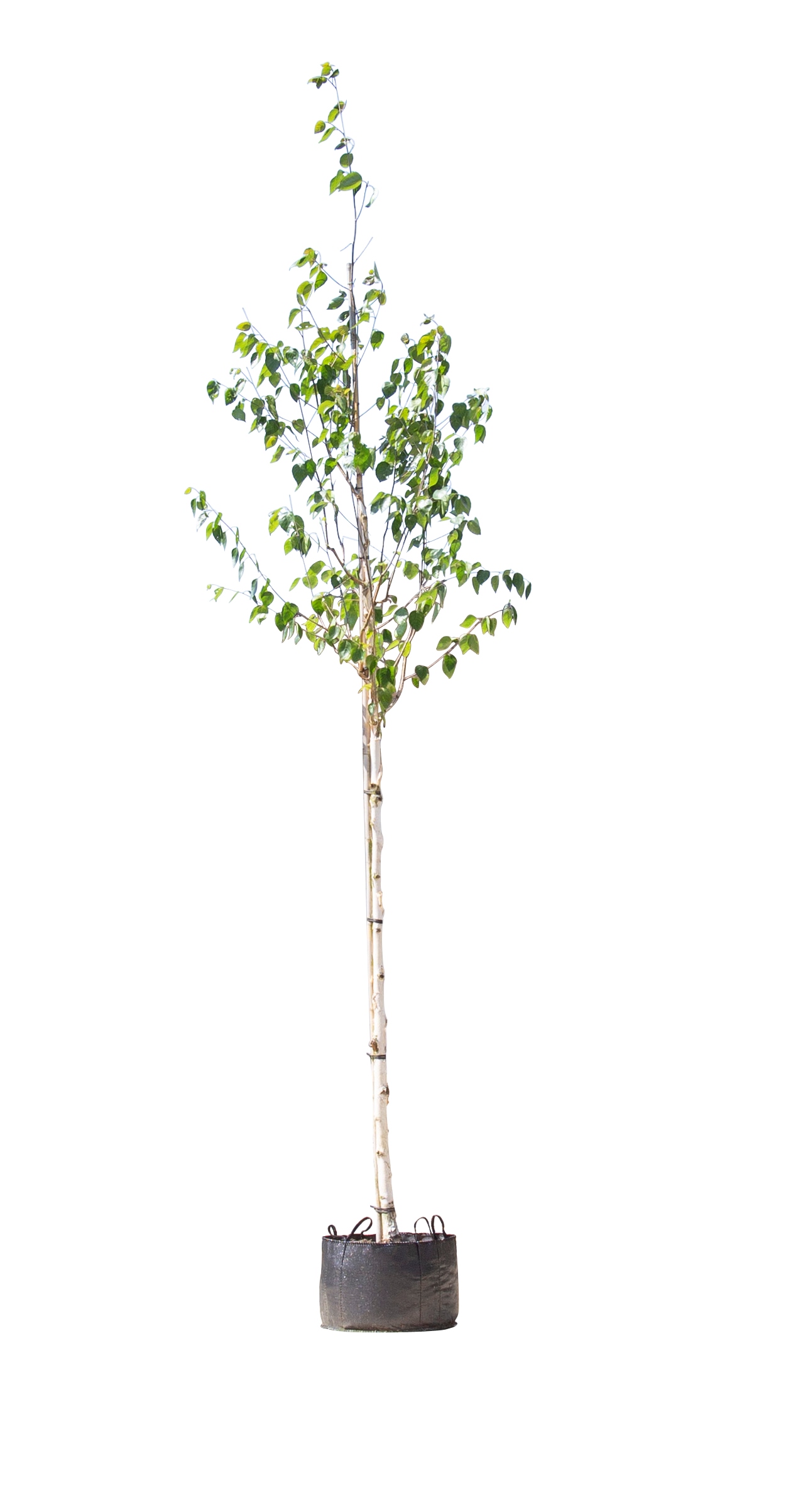 Witte himalaya berk Betula ut. jacquemontii h 350 cm st. omtrek 12 cm - Warentuin Natuurlijk