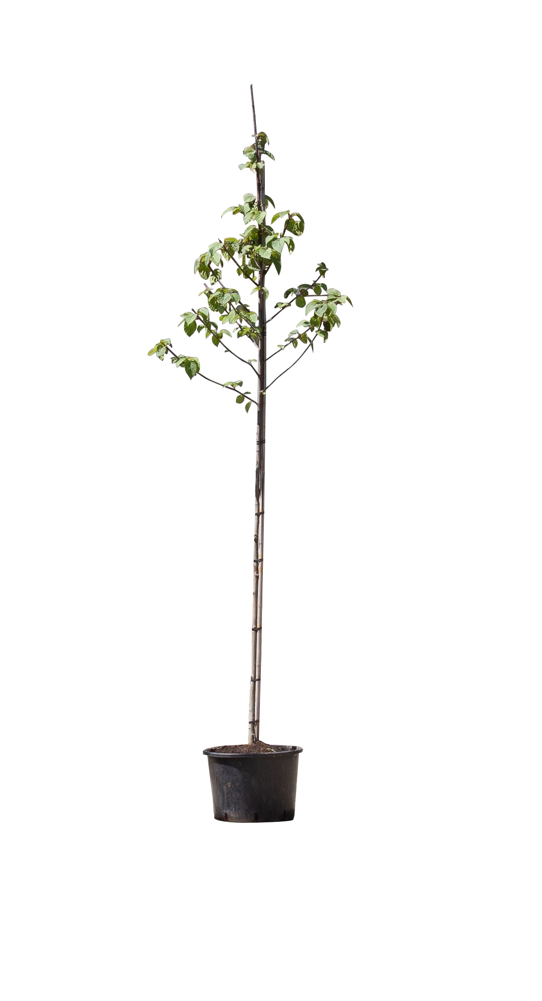 Zakdoekenboom Davidia involucrata h 250 cm st. omtrek 8 cm - Warentuin Natuurlijk