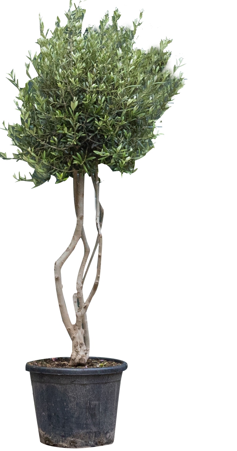 Olijfboom meerstammig Olea europaea 187,5 cm - Warentuin Natuurlijk
