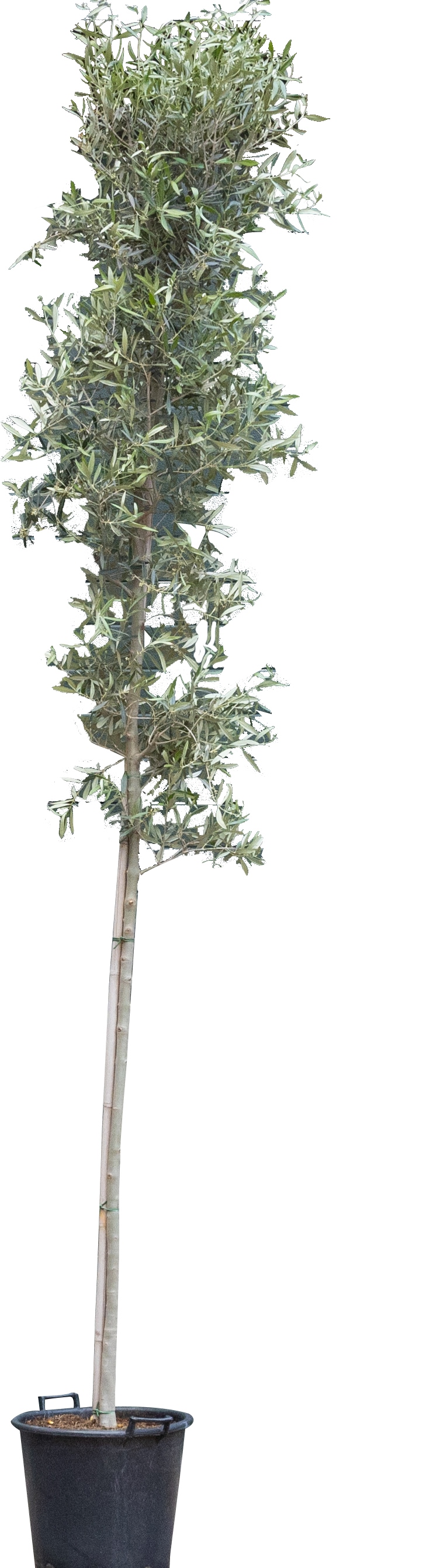 Olijfboom hoogstam Olea europaea 325 cmWarentuin Natuurlijk