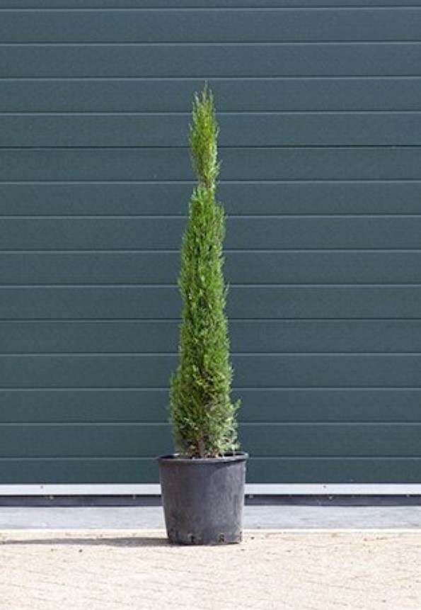 2 stuks! Italiaanse cipresboom Cupressus sempr. Pyramidalis h 112,5 cm boom