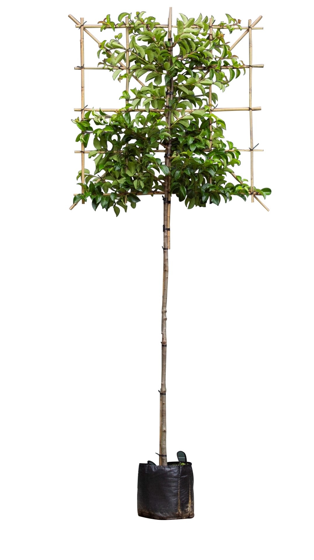 Portugese laurier Tico als leiboom Prunus lus. Tico h 300 cm st. omtrek 6 cm st. h 180 cm - Warentui