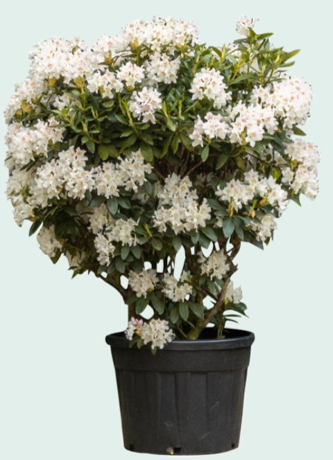 https://www.warentuin.nl/media/catalog/product/D/R/DROP8720174425905_Rhododendron_Cunninghams_White_Rhododendron_Cunningham_8791.jpg