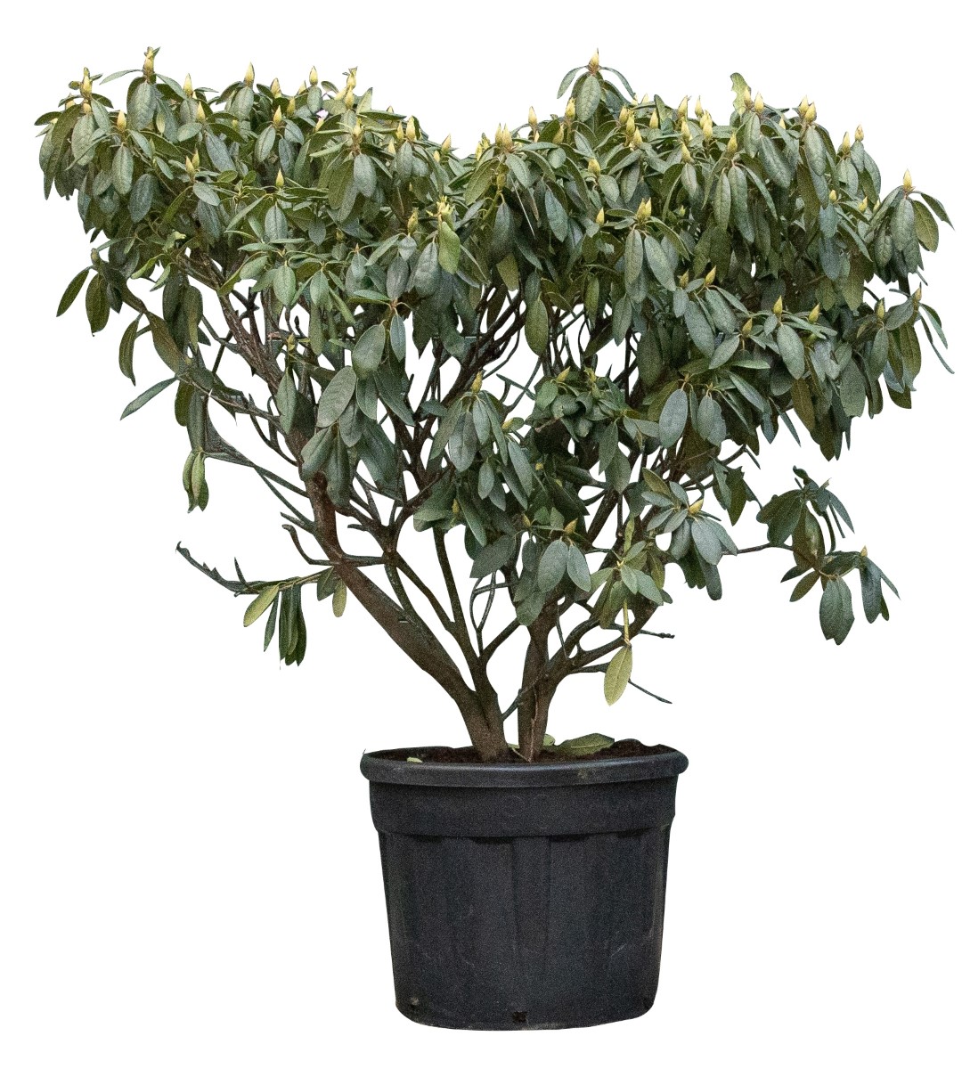 https://www.warentuin.nl/media/catalog/product/D/R/DROP8720174426018_warentuin_natuurlijk_rhododendron_rhododendron_roseum_elegans_a314.jpg
