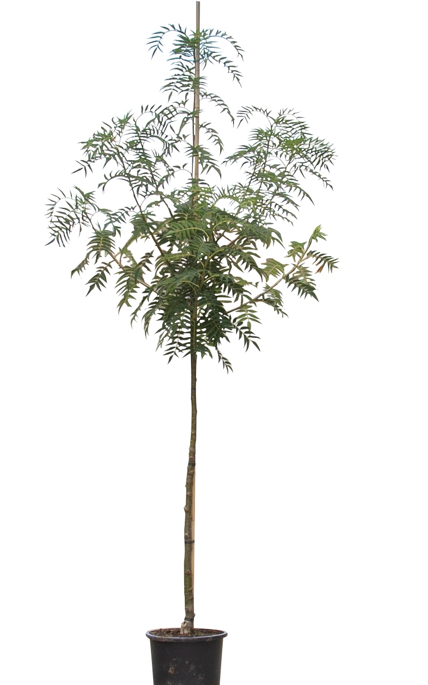 Lijsterbes Dodong Sorbus Dodong 250 cm