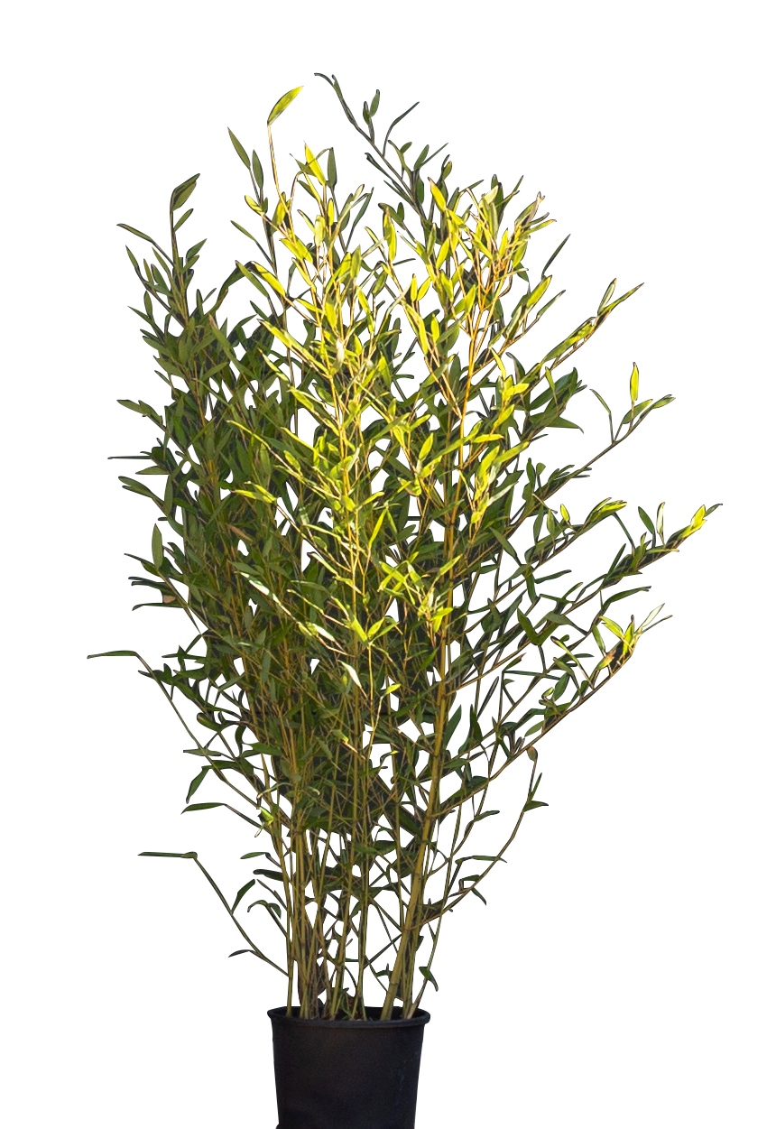 Bamboehaag Phyllostachys Bissetii 225 cm