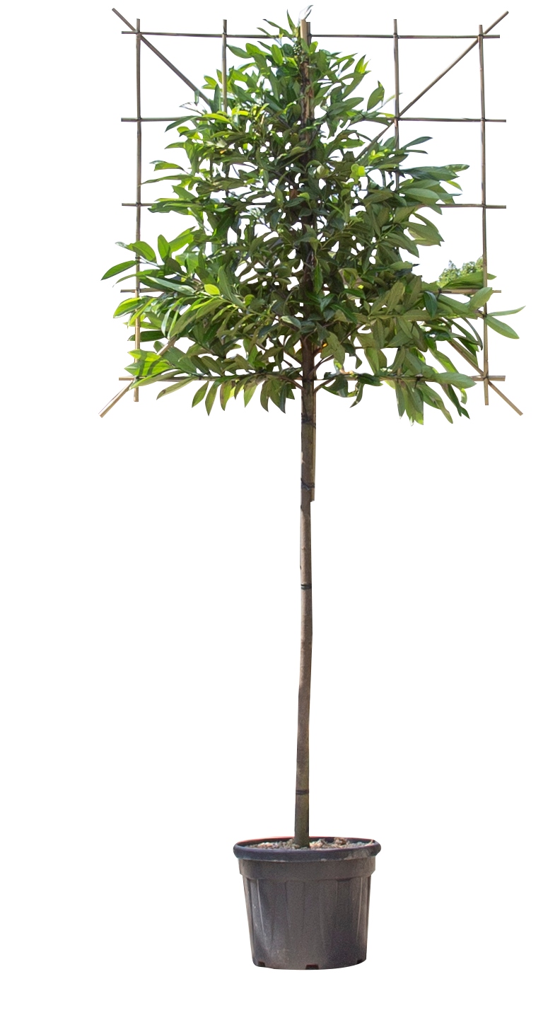 Leilaurier 120 cm Prunus laurocerasus Caucasica 240 cm - Warentuin Natuurlijk