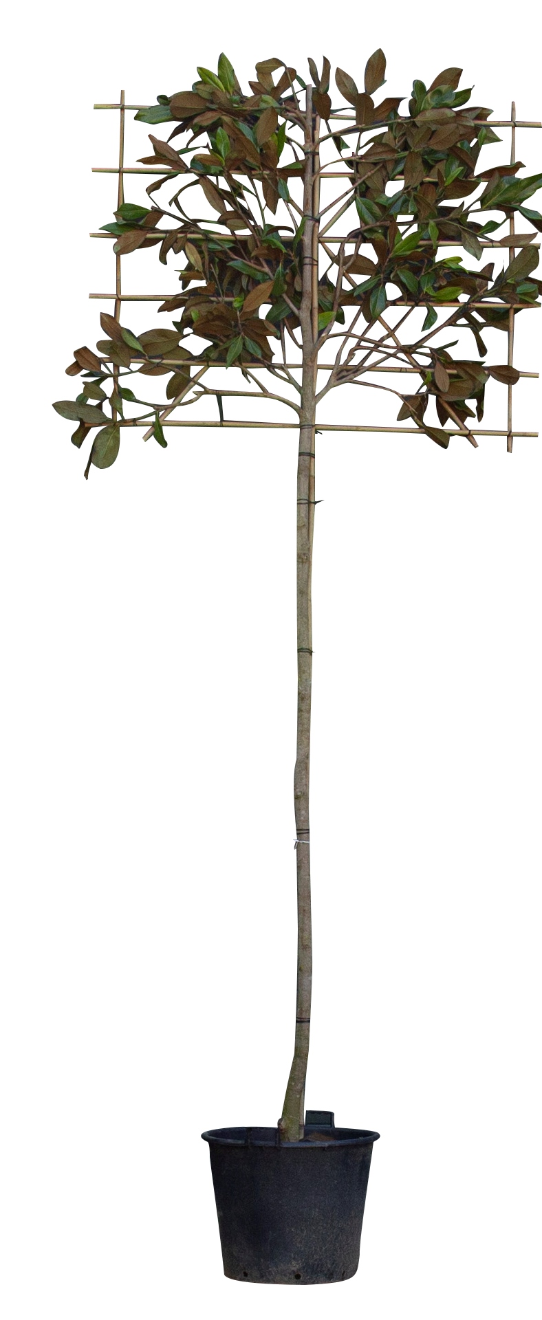 Leimagnolia 240 cm Magnolia grandiflora 360 cm Warentuin Natuurlijk