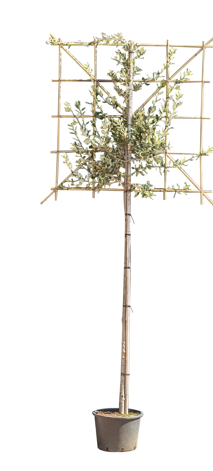 Steeneik leiboom 150 cm Quercus ilex 270 cm - Warentuin Natuurlijk