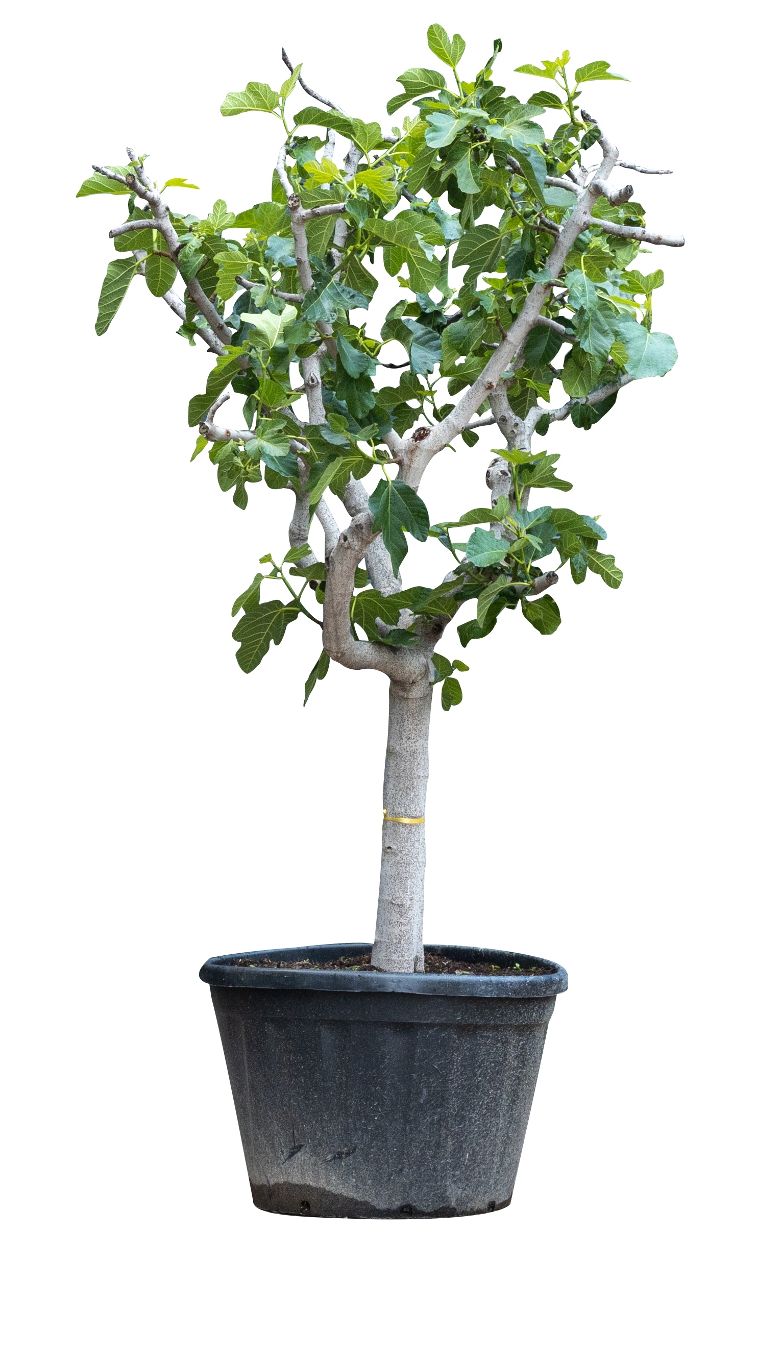 Vijgenboom 25/30 cm Ficus Carica 275 cm - Warentuin Natuurlijk