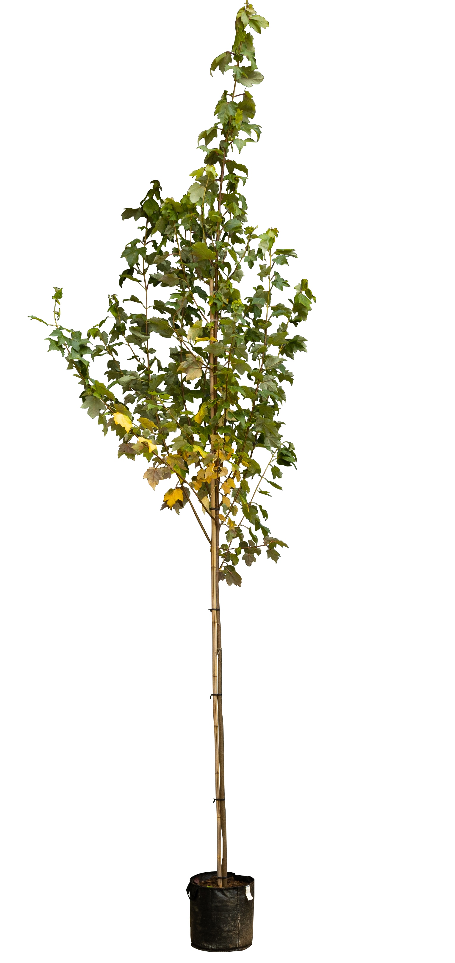 Freeman esdoorn Acer freemanii Autumn Blaze 250 cm - Warentuin Natuurlijk