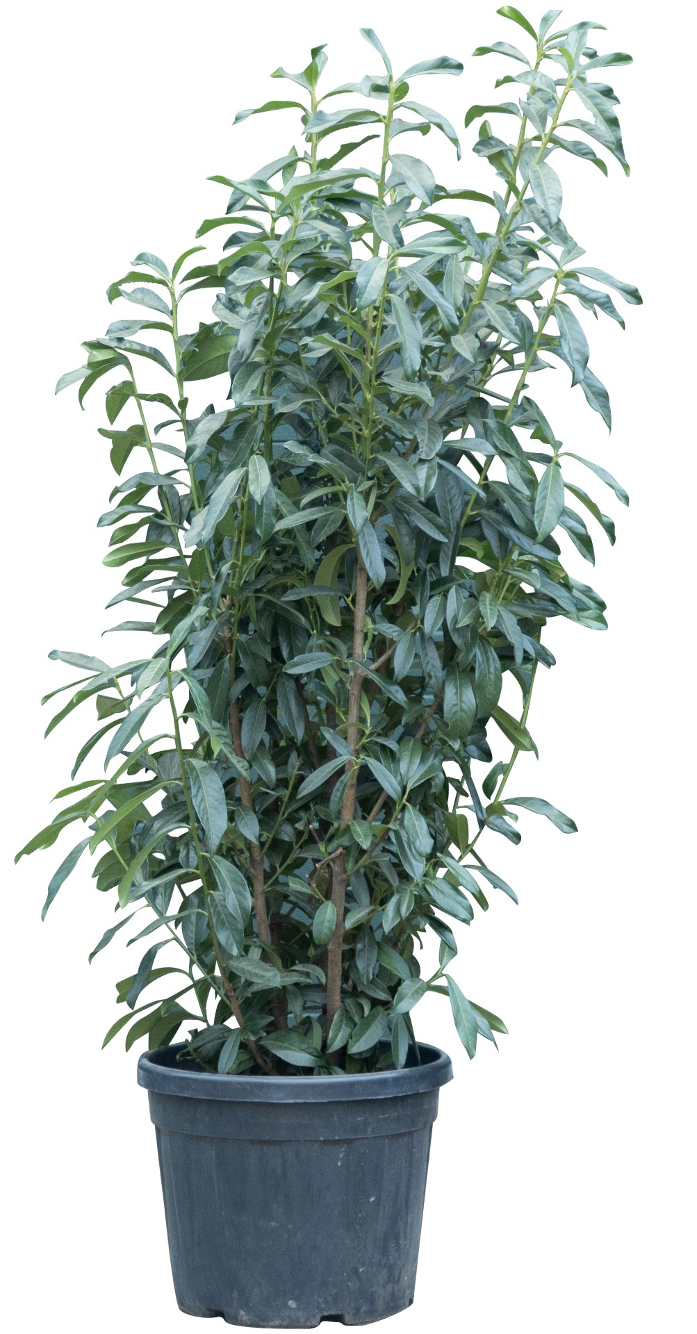 2 stuks! Laurierhaag Genolia 150 cm Prunus l. Genolia 162,5 cm