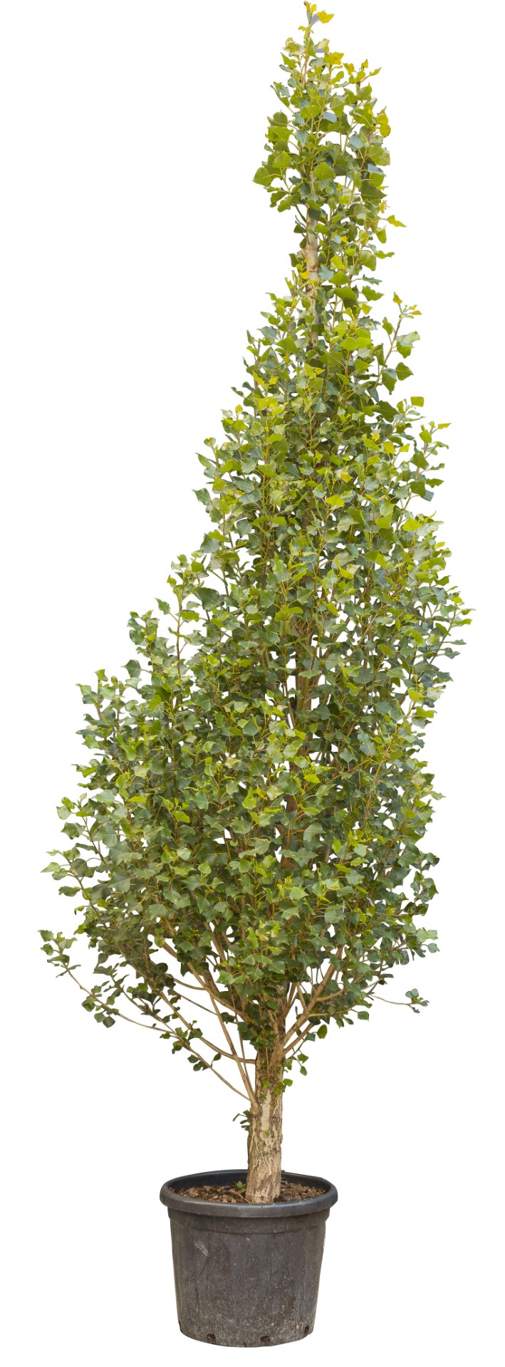 Italiaanse populier Populus nigra italica 450 cm