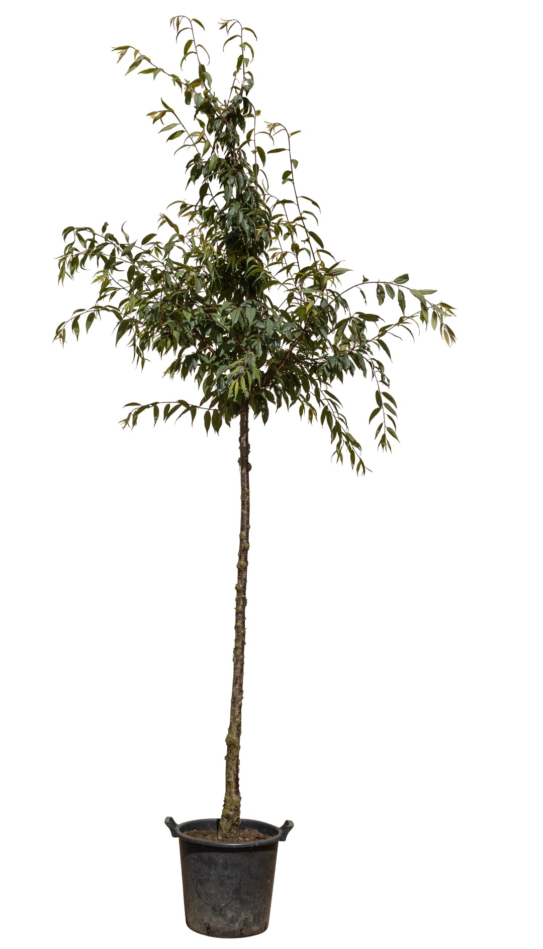 Tibetaanse sierkers Prunus serrula 350 cm