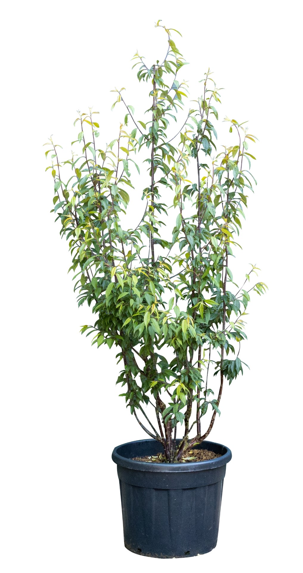 Tibetaanse sierkers meerstammig Prunus serrula 162,5 cm