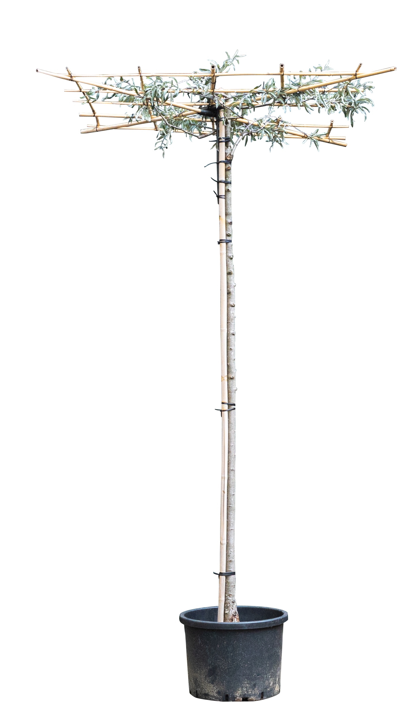 Daksierpeer 220 cm stamhoogte Pyrus salicifolia pendula 230 cm - Warentuin Natuurlijk