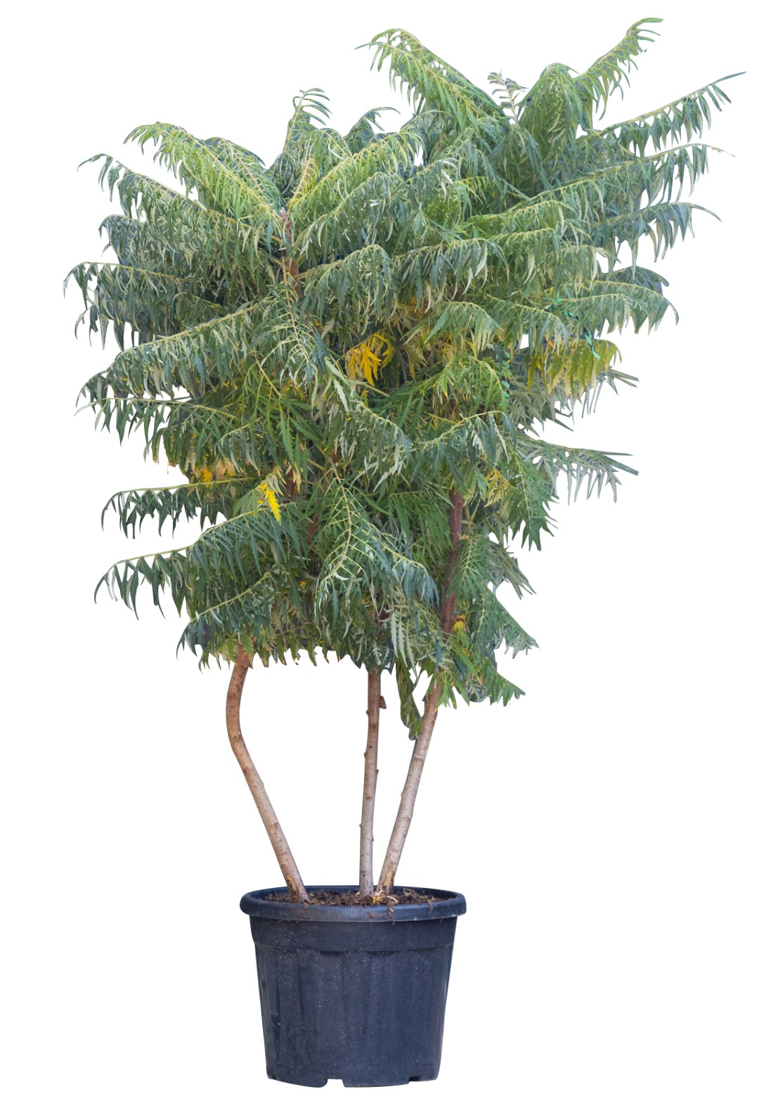 2 stuks! Fluweelboom meerstammig Rhus Typhina 187,5 cm - Warentuin Natuurlijk