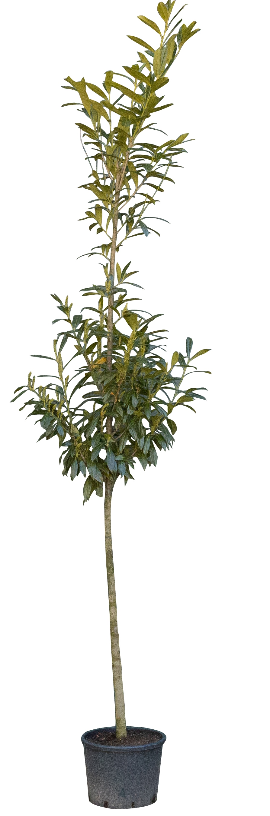 Laurierkers hoogstam 200 cm Prunus laurocerasus 250 cm