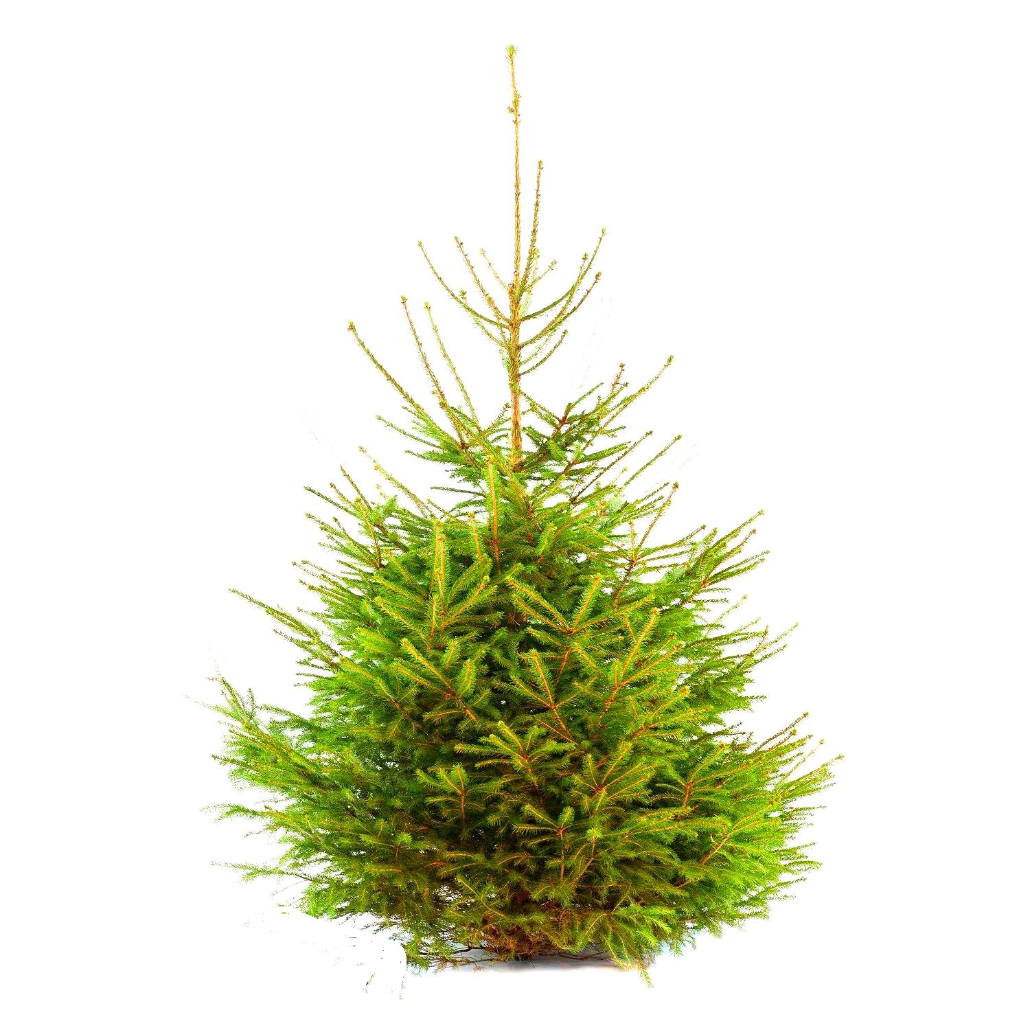 Gewone gezaagde kerstboom Picea Abies Fijnspar 200-250 cm - Warentuin Natuurlijk
