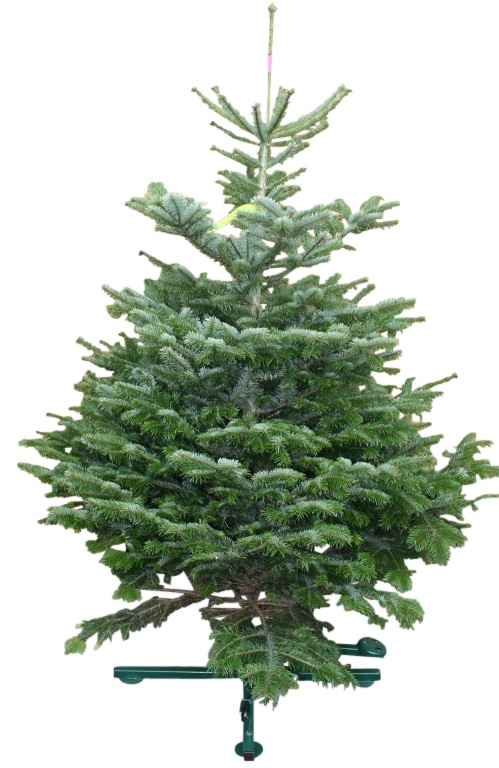 Kerstboom Warentuin Nordman A - kwaliteit Abies Nordmanniana 125 - 150 cm gezaagd - Warentuin Natuurlijk
