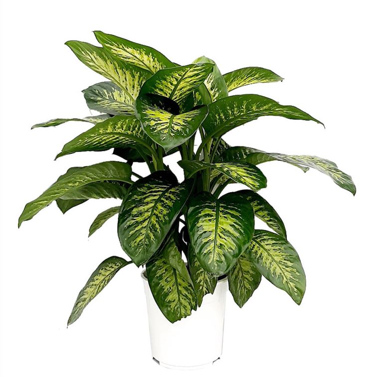 https://www.warentuin.nl/media/catalog/product/L/E/LEVE8149900043262_2_warentuin_natuurlijk_plant_kamerplant_dieffenbachia_groot_1_154e.JPG
