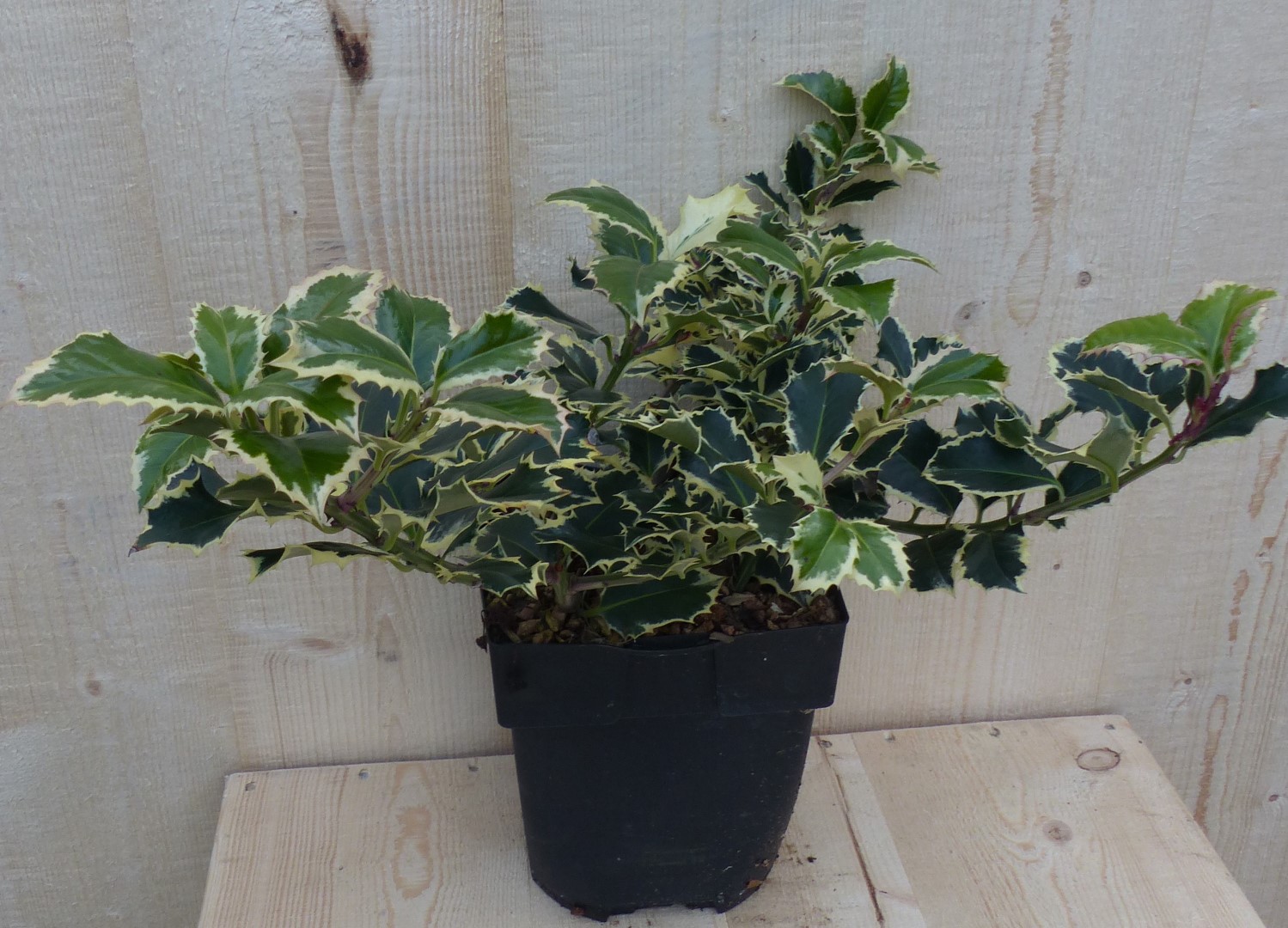Hulst witbont 30 cm