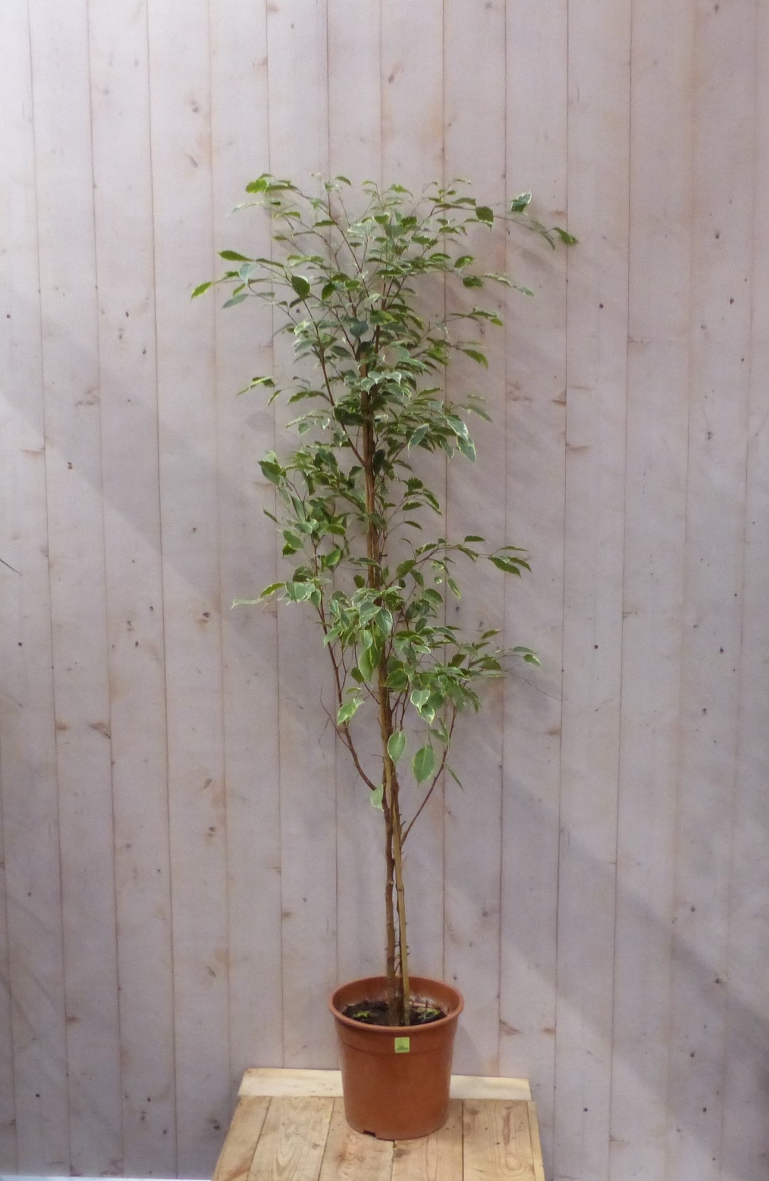 Kamerplant Ficus donkergroen 160 cm Warentuin NatuurlijkWarentuin N...