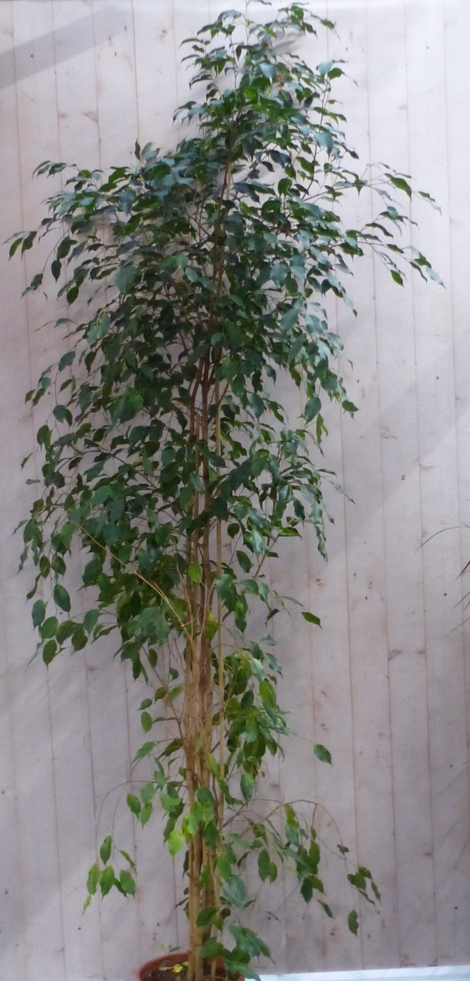 Kamerplant Ficus donkergroen 200 cm Warentuin NatuurlijkWarentuin N...