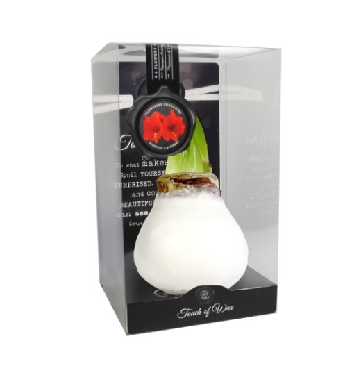 Bloembol Rode Amaryllis Wax kaarsvet Gloss Wit cadeauverpakking 'Plastic' Kebol - Warentuin Natuurlijk