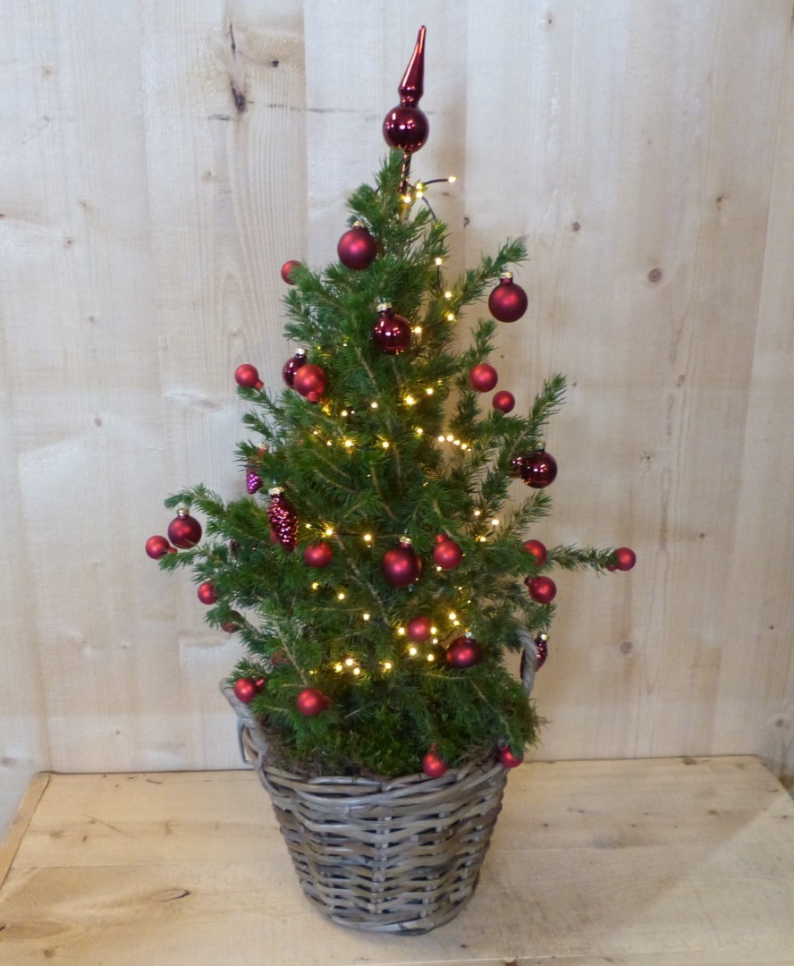 Echte kerstboomje 40 cm in mand met verlichting rood - Warentuin Natuurlijk