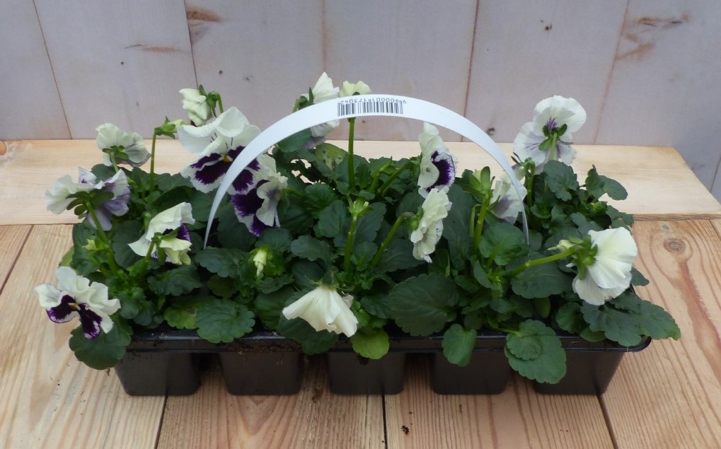 Grootbollige violen wit/paars 10 stuksWarentuin Natuurlijk