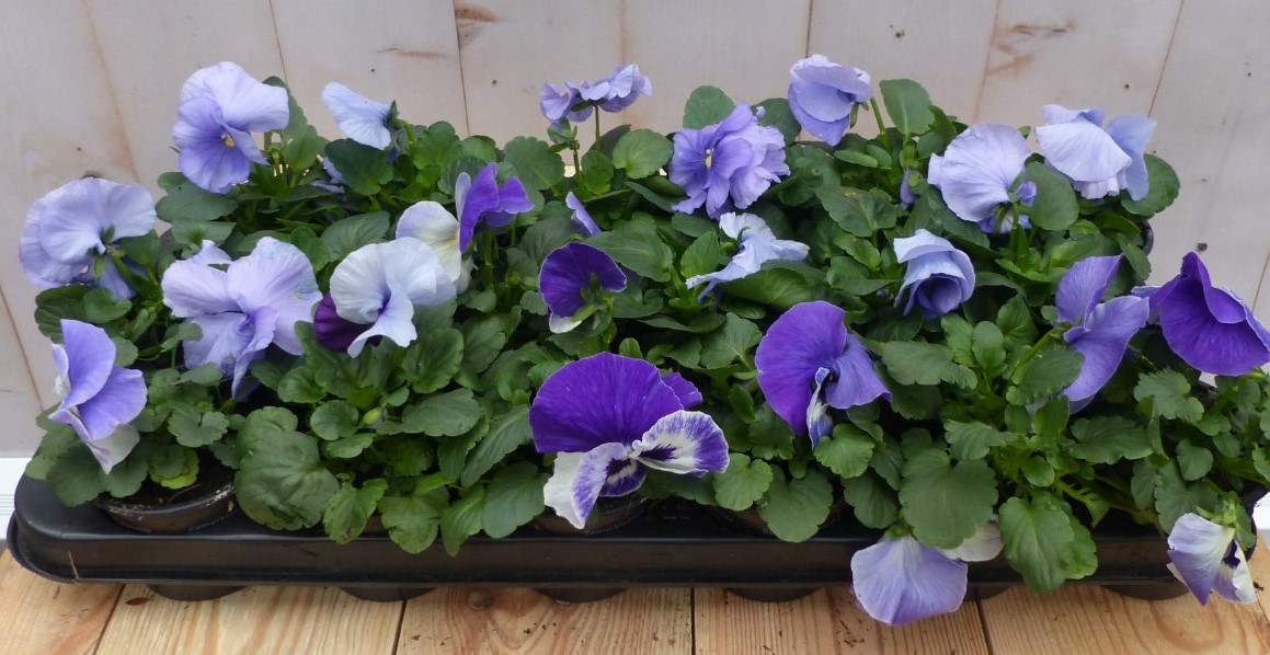 Grootbollige violen lichtblauw 18 stuksWarentuin Natuurlijk