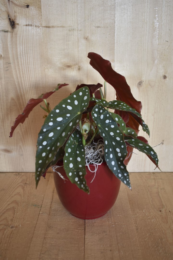 https://www.warentuin.nl/media/catalog/product/L/E/LEVE8149900043608_warentuin_natuurlijk_kamerplant_begonia_maculata_in_rode_pot_a2a2.jpg