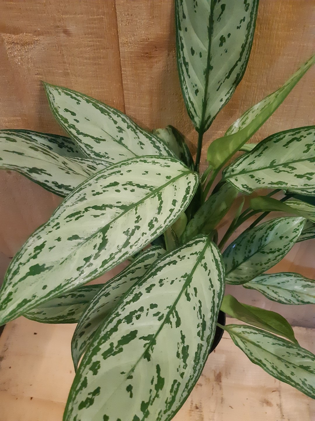 https://www.warentuin.nl/media/catalog/product/L/E/LEVE8149900043639_01_warentuin_natuurlijk_kamerplant_aglaonema_kamerplant_7665.jpg