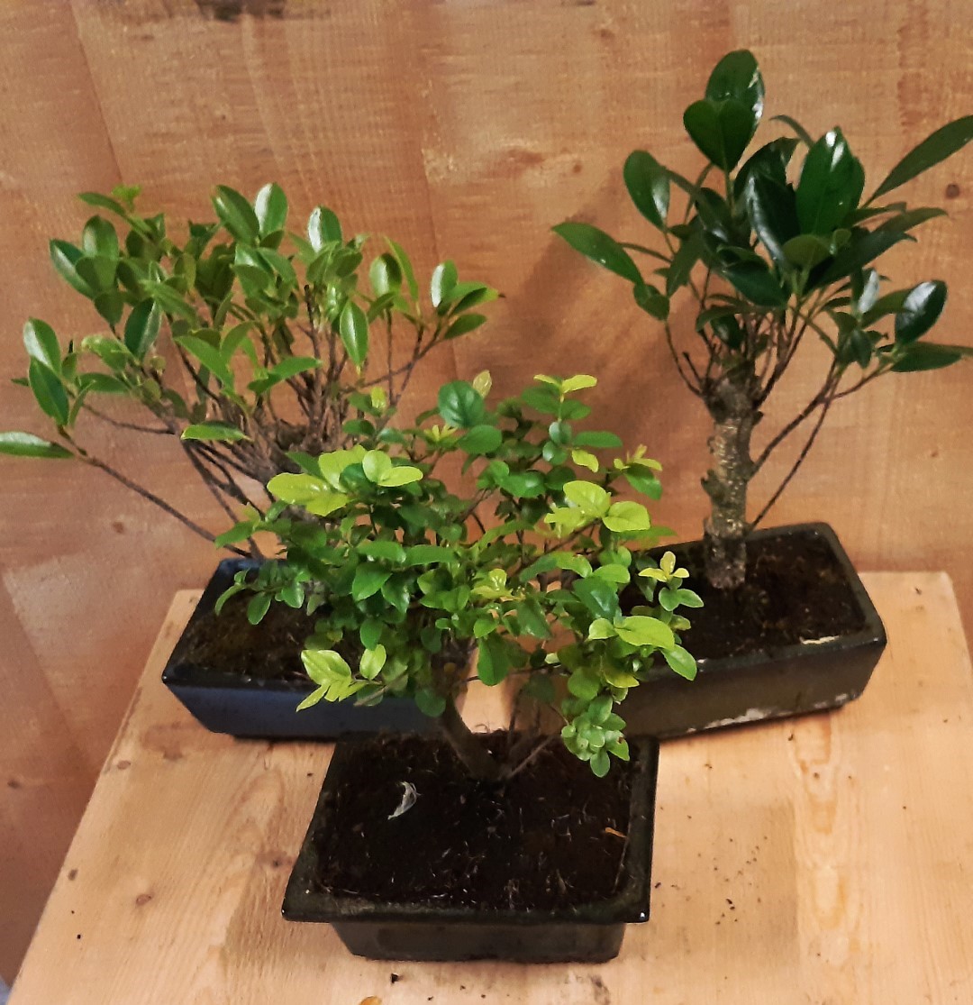 Bonsai boompje Assortiment 1 stuk kamerplant Warentuin Natuurlijk