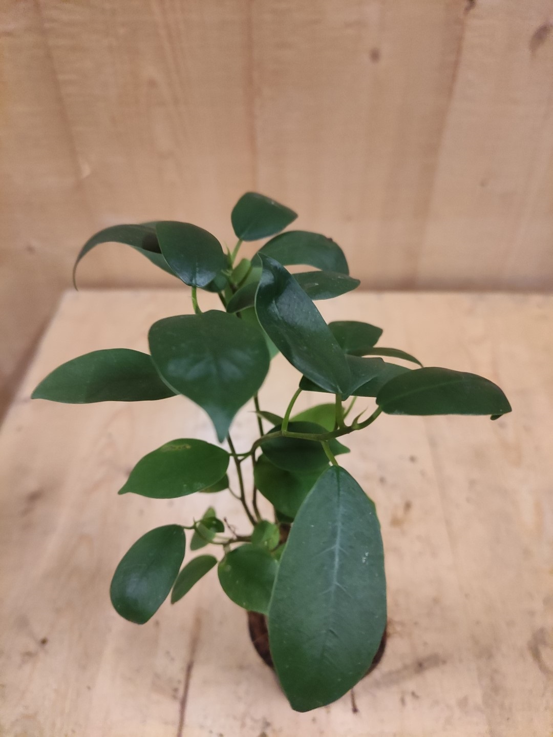 Bonsai Ficus Klein kamerplant