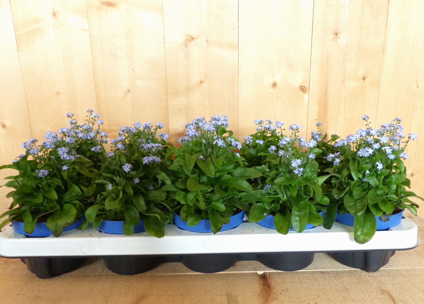 Vergeet-mij-niet 10 stuks in tray kleur blauw - Warentuin Natuurlijk