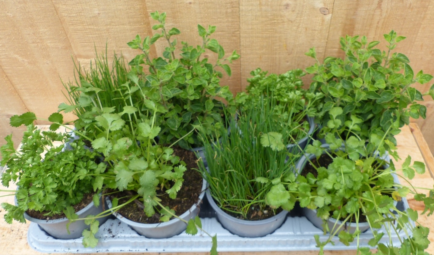 Kruidenmix bak eenjarige planten 8 potjes in tray - Warentuin Natuurlijk