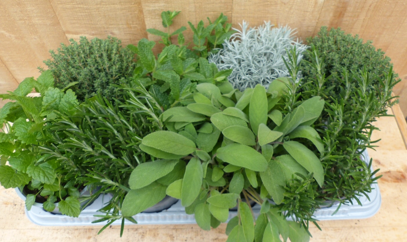 Kruidenmix bak vaste planten 8 potjes in tray - Warentuin Natuurlijk