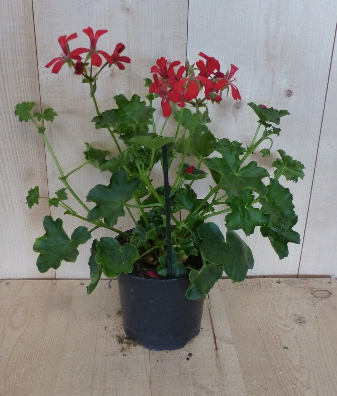 Warentuin Natuurlijk 3 stuks! Oostenrijkse geranium hangplant rood