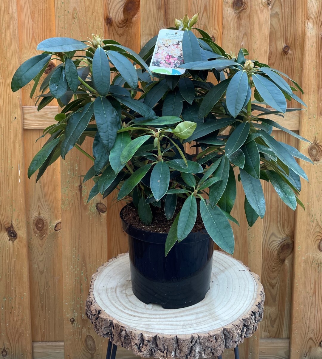 https://www.warentuin.nl/media/catalog/product/R/h/Rhododendron_Percy_Wiseman_c4e5.jpg