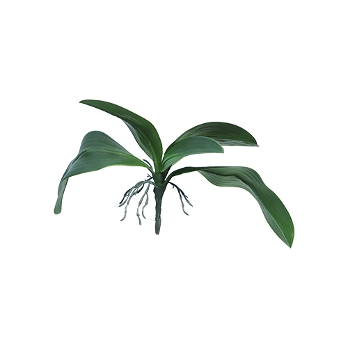 Kunst Orchid leaves & roots lvs green - 35 cm