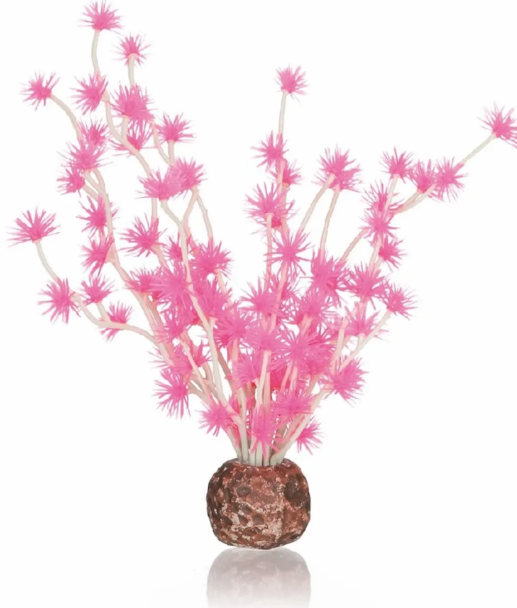 biOrb Bonsai bal roze Oase