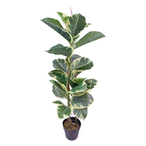 Ficus Elastica 110 cm kunstplant Buitengewoon de Boet