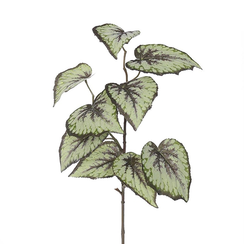 Begonia blad tak groen