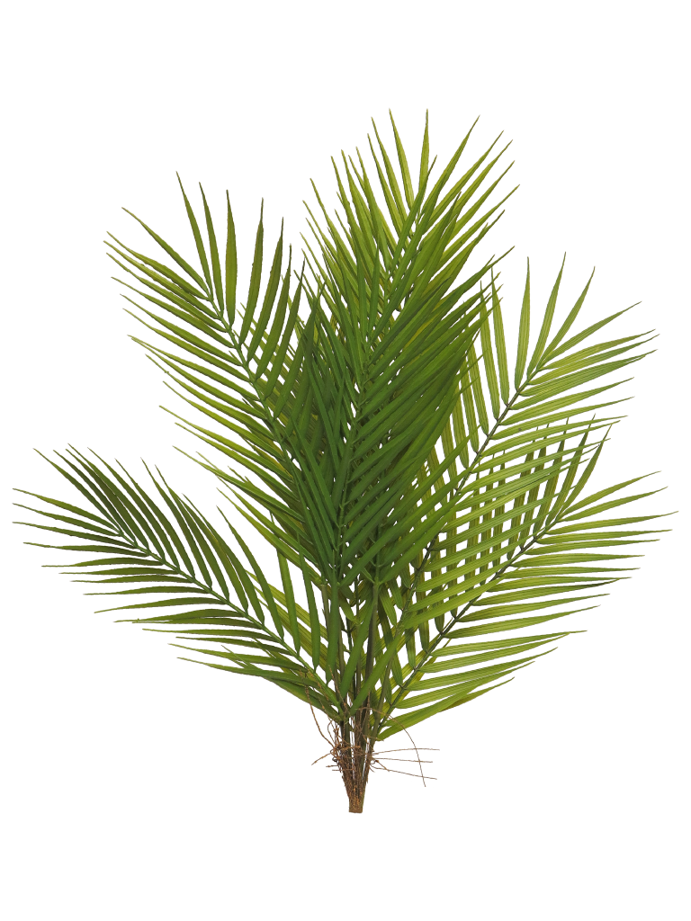 Nova nature Areca palm bundle green 60cm  - 