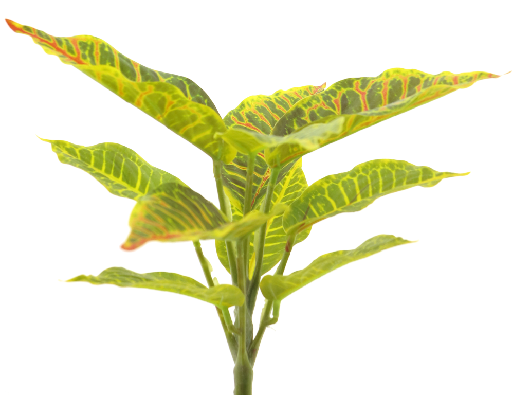 Croton variegatum bush green/yellow 25cm