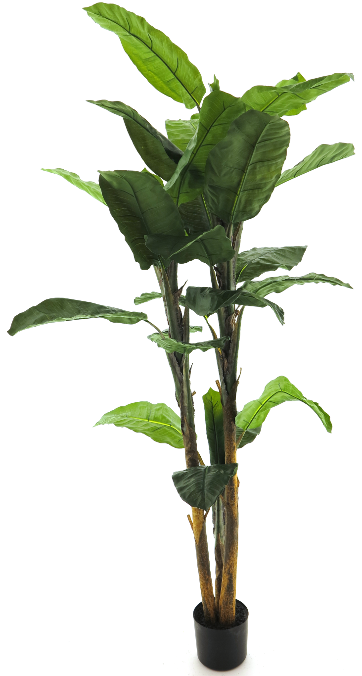 Banana tree in pot 230cm - Nova Nature