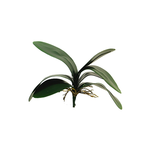 https://www.warentuin.nl/media/catalog/product/S/C/SCAN8505453115919_nova_nature_groene_kunstplant_small_phalaenopsis_leaves_x7_lv_a135.jpg